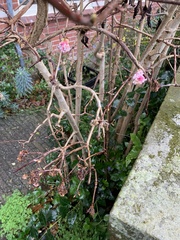 Viburnum
