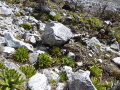 Meconopsis paniculata