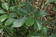 Acronychia oblongifolia