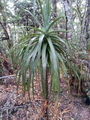 Dracophyllum traversii