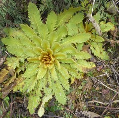 Meconopsis paniculata