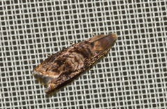 Grapholita lobarzewskii