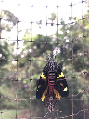 Pseudophaloe troetschi