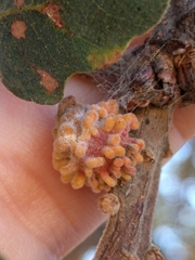 Burnettweldia corallina