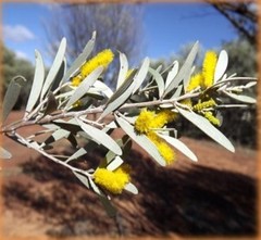 Acacia aneura