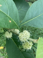 Aegiphila integrifolia