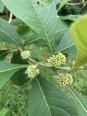 Aegiphila integrifolia