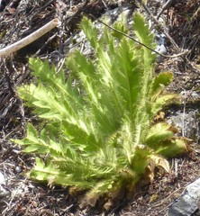 Meconopsis paniculata