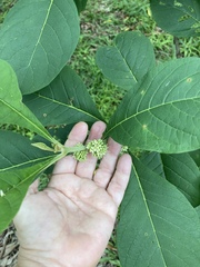 Aegiphila integrifolia