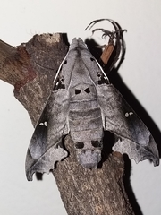 Madoryx oiclus