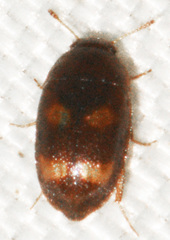 Litargus tetraspilotus
