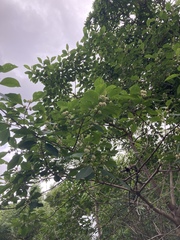 Aegiphila integrifolia