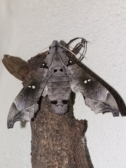 Madoryx oiclus