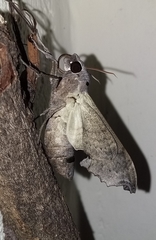 Madoryx oiclus