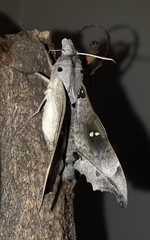 Madoryx oiclus