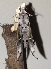 Madoryx oiclus