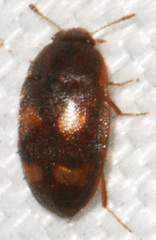 Litargus tetraspilotus