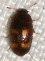Litargus tetraspilotus
