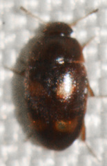 Litargus tetraspilotus