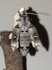 Madoryx oiclus