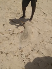 Glaucostegus cemiculus