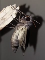 Madoryx oiclus