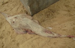 Glaucostegus cemiculus