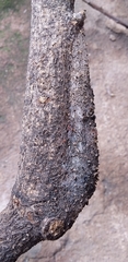 Madoryx oiclus