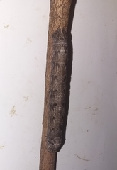 Madoryx oiclus