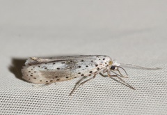 Yponomeuta irrorellus