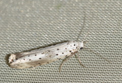 Yponomeuta irrorellus