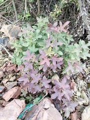 Liquidambar formosana