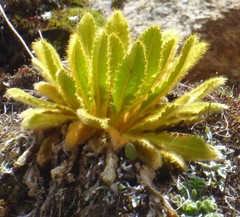 Meconopsis paniculata