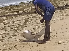 Glaucostegus cemiculus