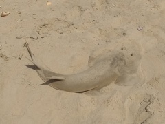 Glaucostegus cemiculus