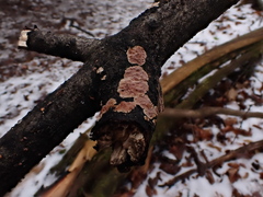 Aleurodiscus amorphus