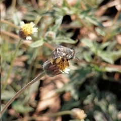 Anthophora squammulosa
