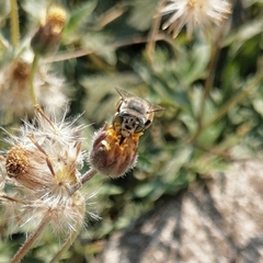 Anthophora squammulosa