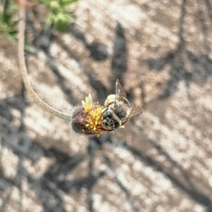 Anthophora squammulosa
