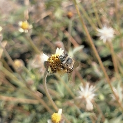 Anthophora squammulosa