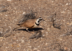 Eremophila bilopha
