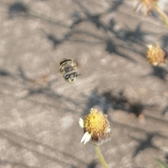 Anthophora squammulosa