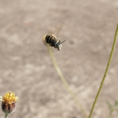 Anthophora squammulosa