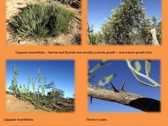 Capparis loranthifolia