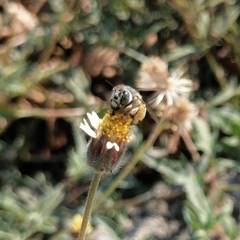 Anthophora squammulosa