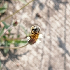 Anthophora squammulosa