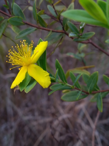 Arcadian St. johnswort (Hypericum edisonianum)