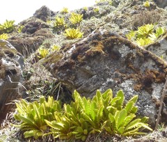 Meconopsis paniculata
