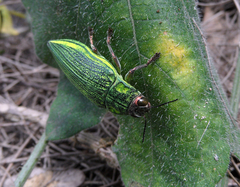 Chrysodema dalmanni