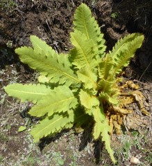 Meconopsis paniculata